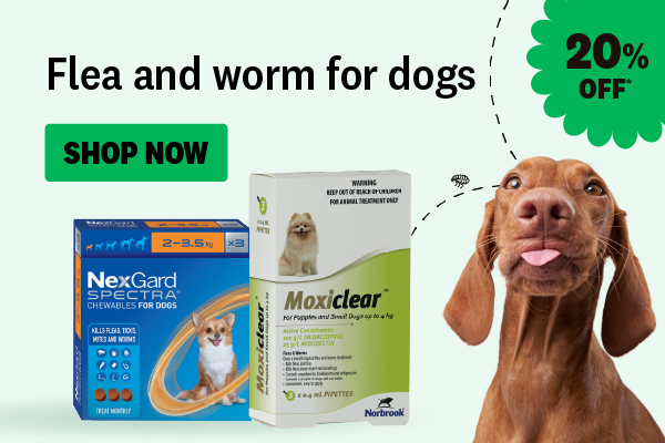 Flea and worm for dogs